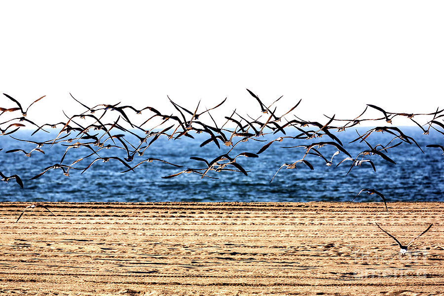 Cape May Seagull Flight in New Jersey Photograph by John Rizzuto