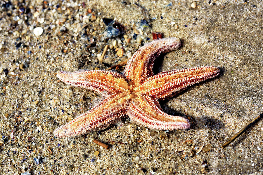 Cape May Starfish in New Jersey Photograph by John Rizzuto