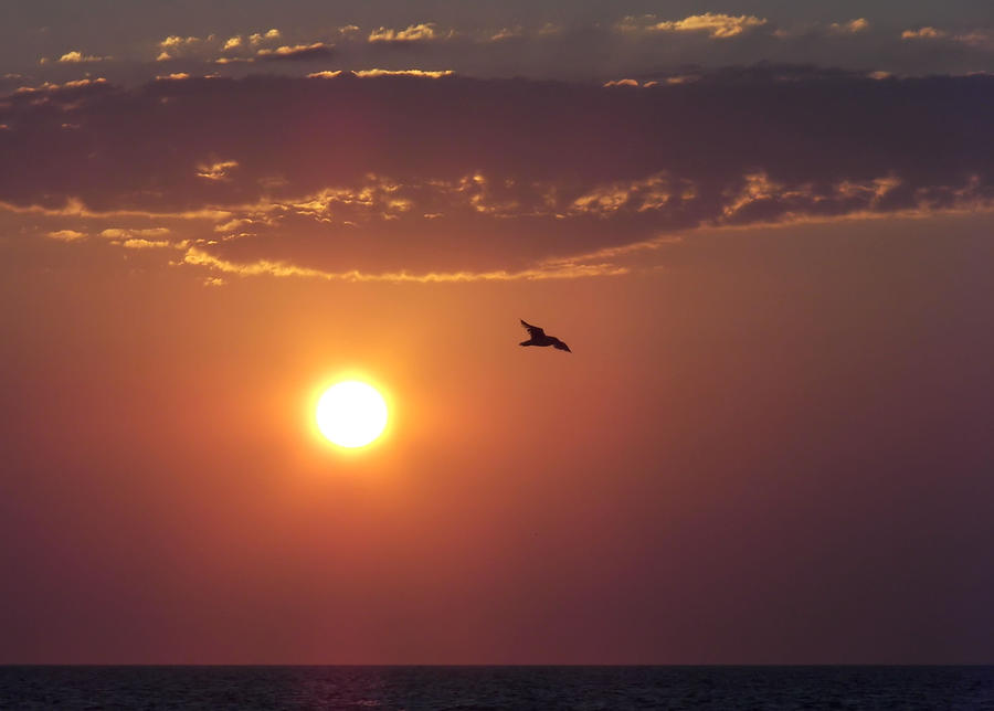 Cape May Sunrise Flight Photograph by Jamart Photography