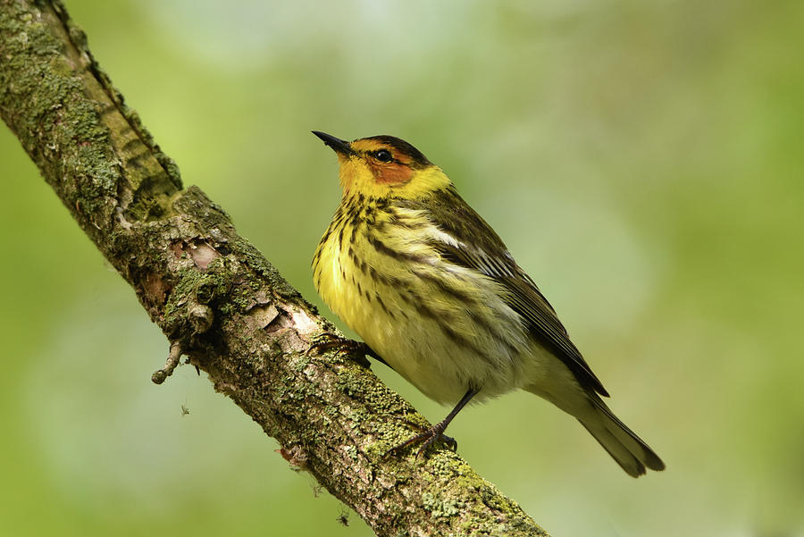 Cape May Warbler Photograph by Ann Bridges