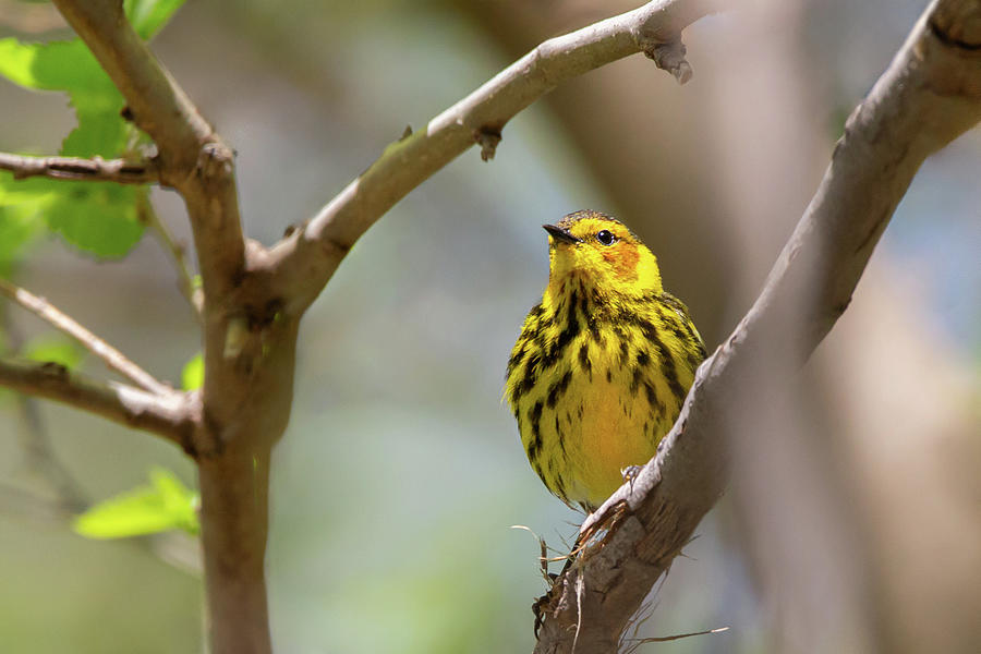 Cape May Warbler Beauty Photograph by Dale Kincaid