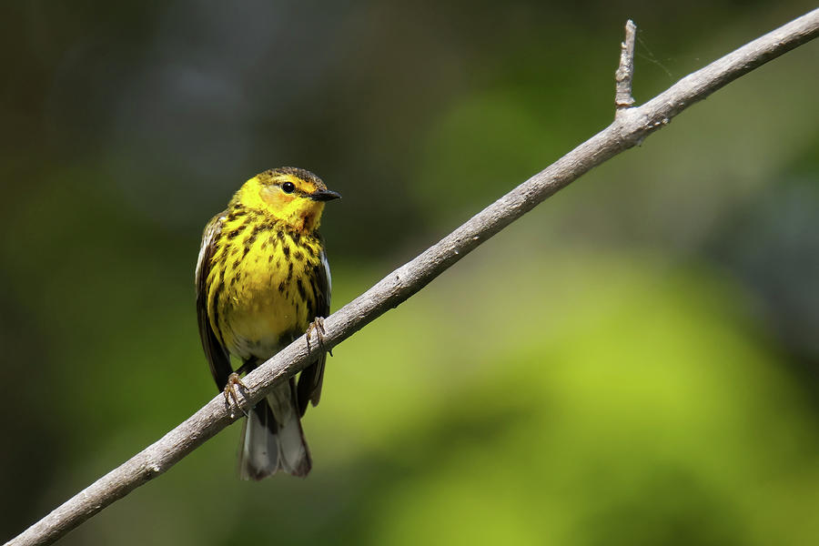 Cape May Warbler Photograph by Brook Burling