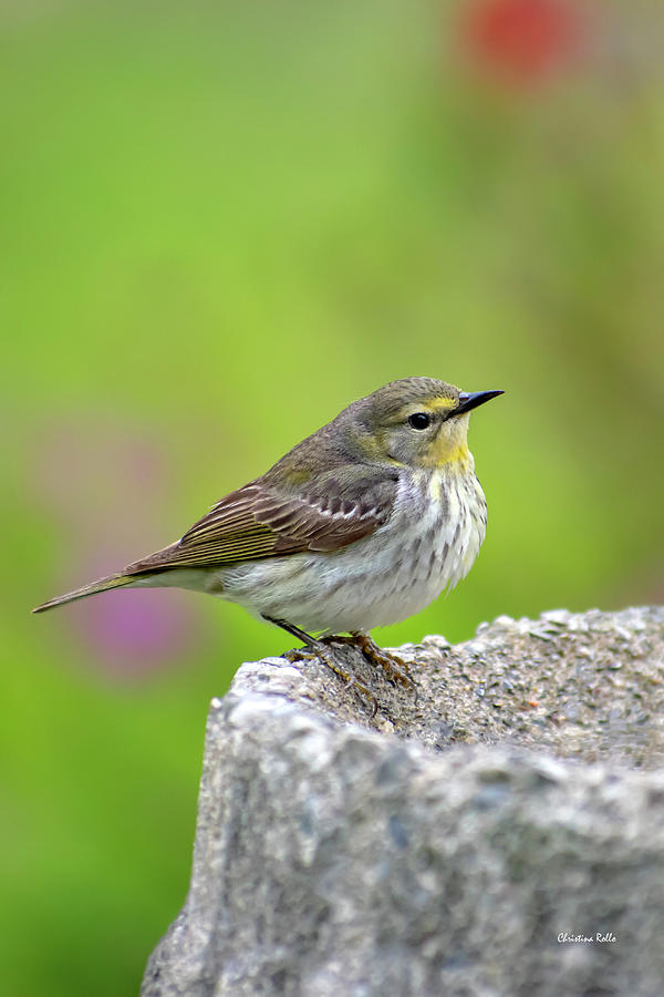 Cape May Warbler Photograph by Christina Rollo
