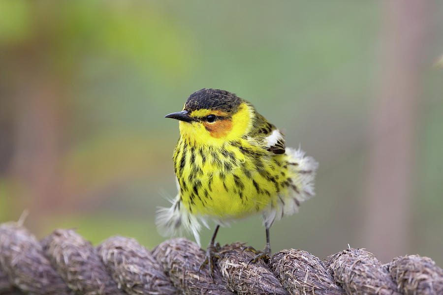 Cape May Warbler Photograph by Dale Kincaid