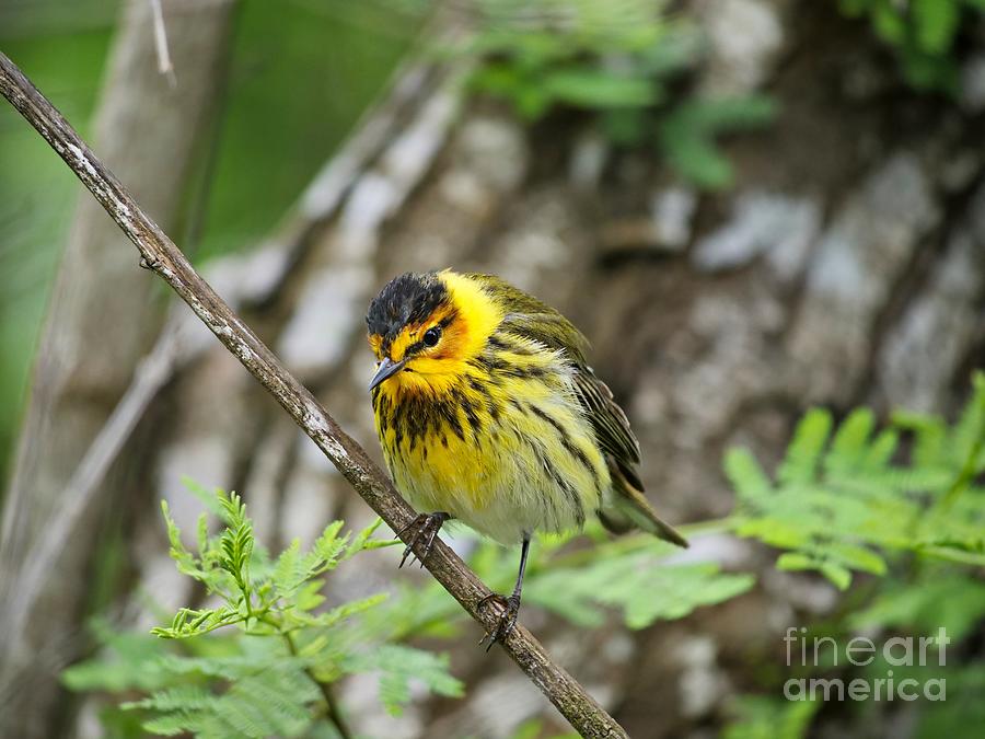Cape May Warbler Photograph