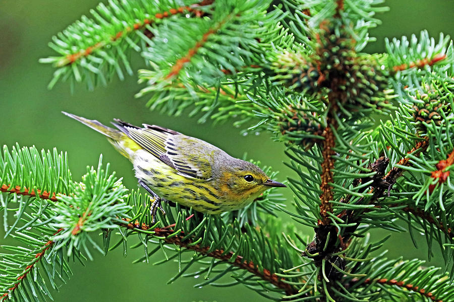 Cape May Warbler In Ready Mode Photograph by Debbie Oppermann