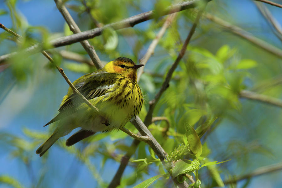 Cape May Warbler Photograph by JP Lawrence | Fine Art America