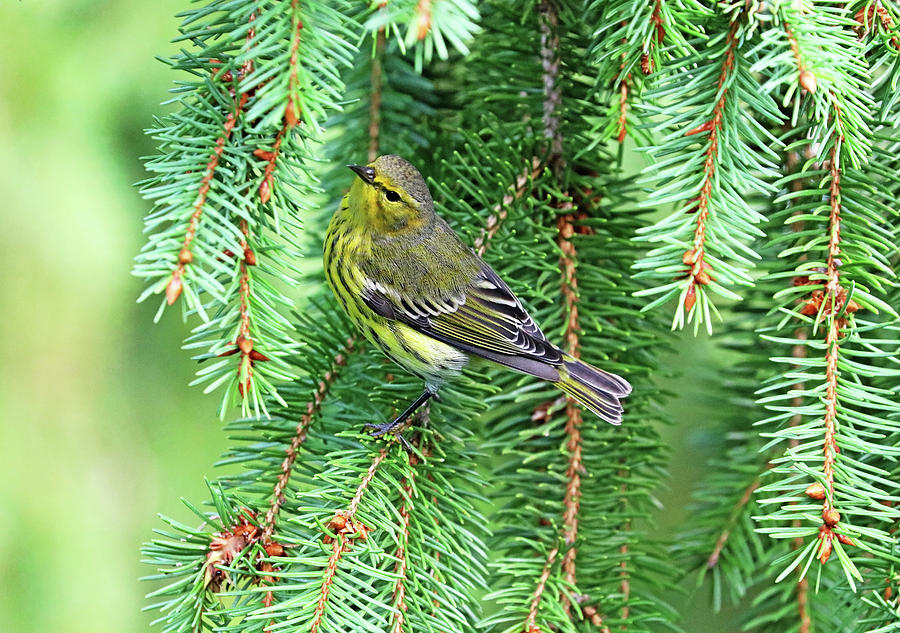 Cape May Warbler On Spruce Branch Photograph by Debbie Oppermann