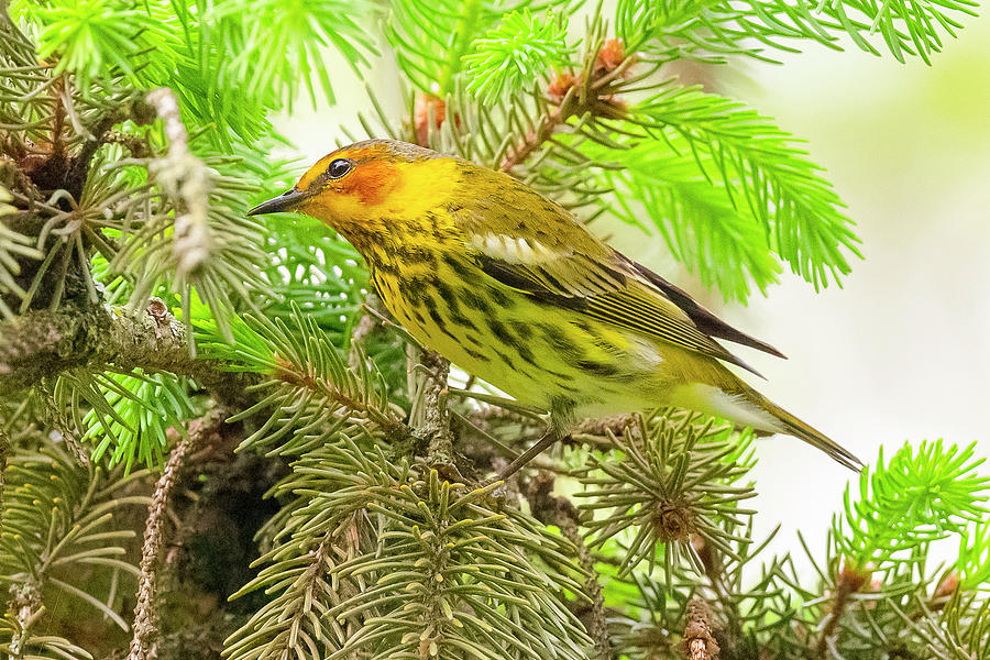 Warbler Photograph - Cape May Warbler Perched #2 by Morris Finkelstein