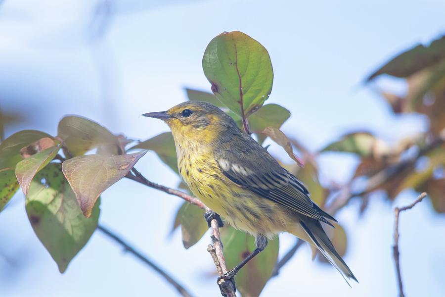 Cape May Warbler Point Pelee Photograph