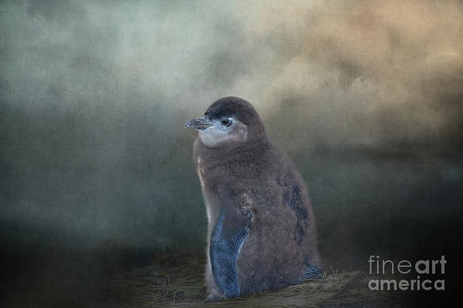 Wildlife Photograph - Cape Penguin Chick by Eva Lechner