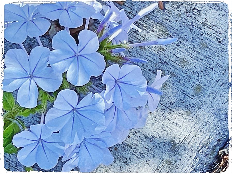 Cape Plumbago Flowers Digital Art by Kathleen Boyles