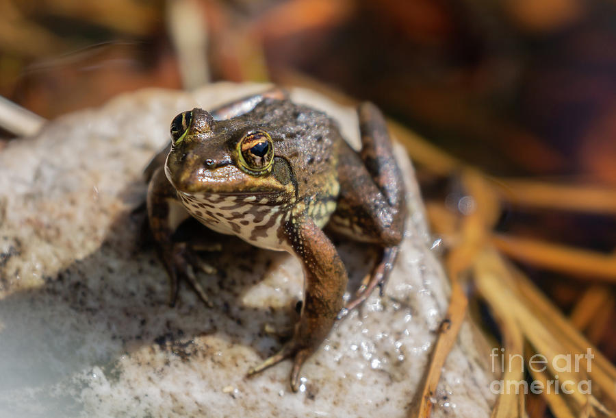 Amphibians Photograph - Cape River Frog by Eva Lechner