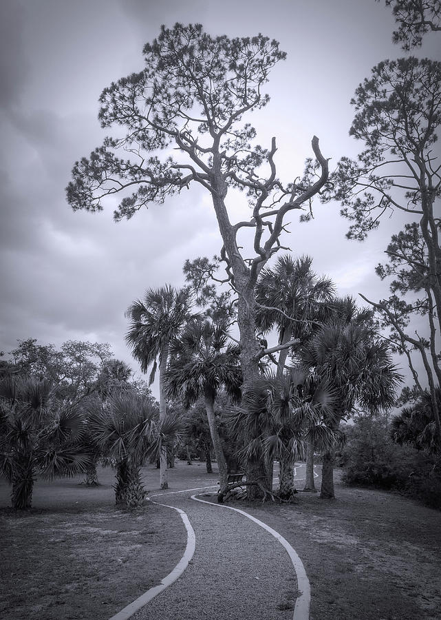 Cape San Blas Lighthouse Walk Black And White Photograph by Dan Sproul