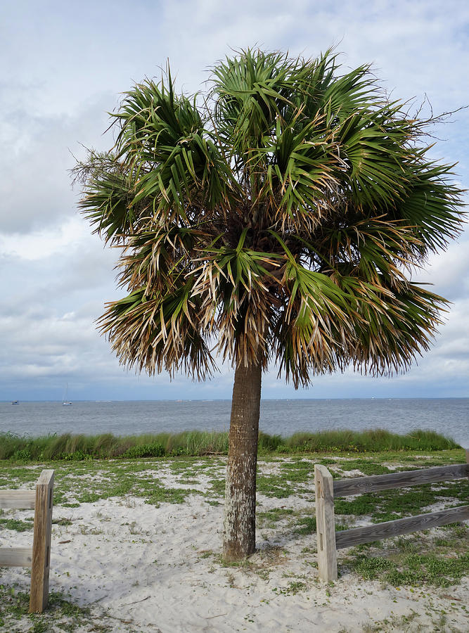 Cape San Blas Palm Tree Photograph by Dan Sproul