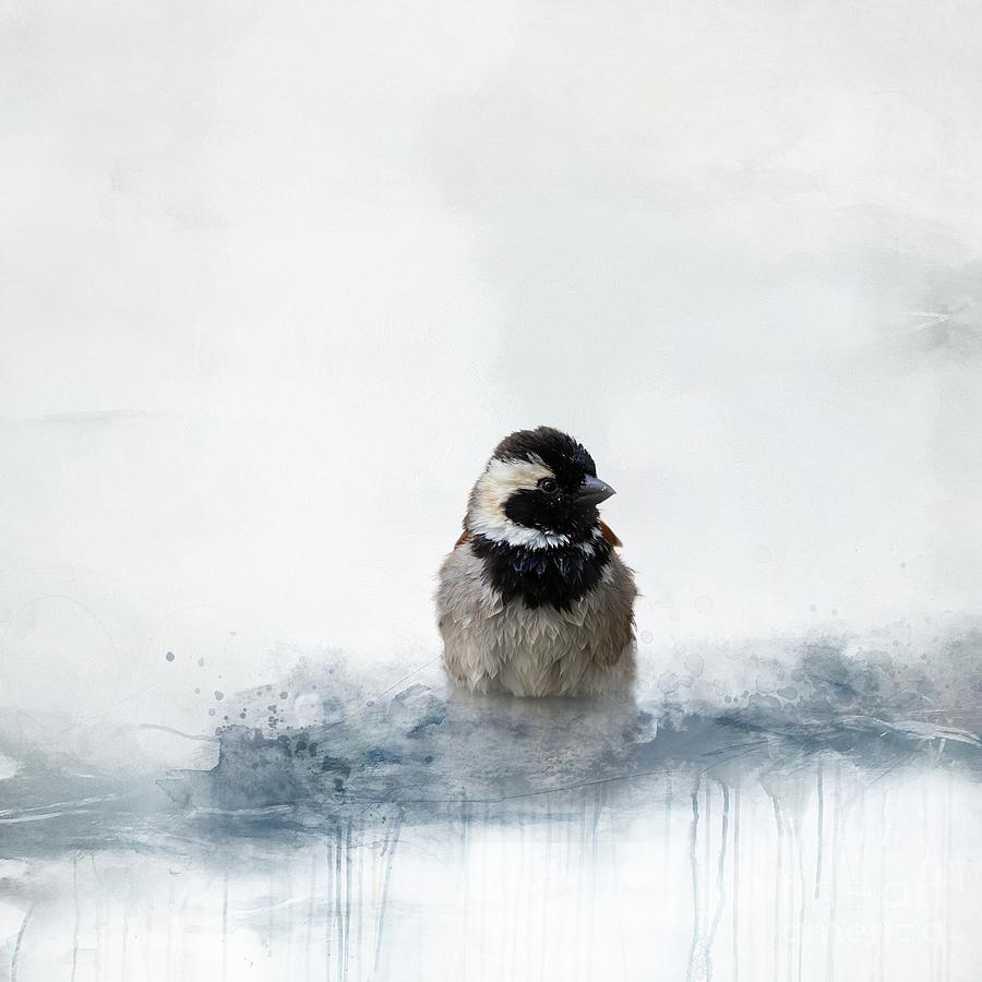 Cape Sparrow Male Bathing Mixed Media by Eva Lechner