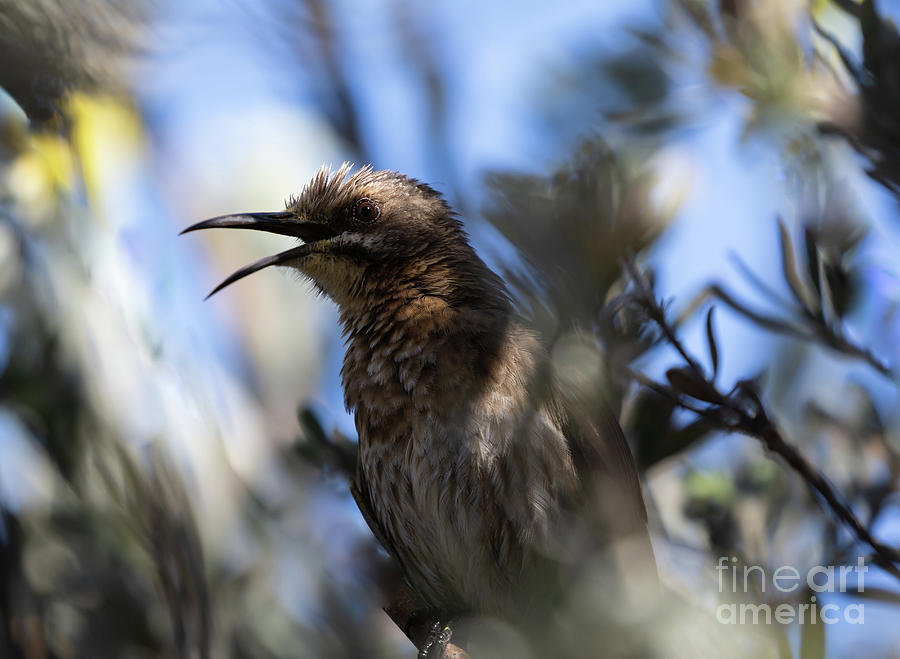 Cape Sugarbird Singing Photograph by Eva Lechner