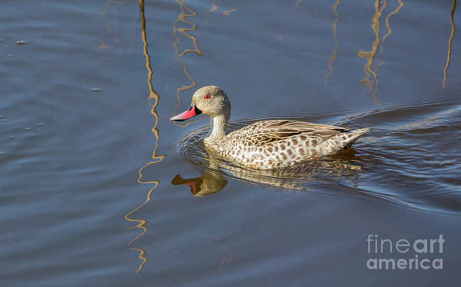 Cape Teal Photograph by Eva Lechner