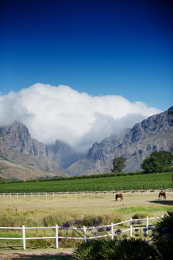 Cape Winelands Pasture Horse Mountain Scene Photograph by Wilpunt