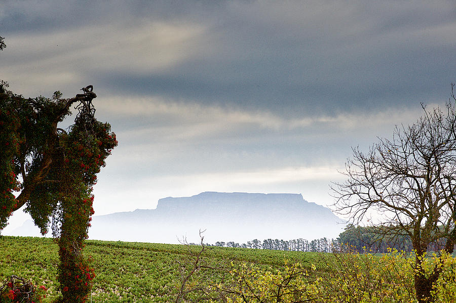 Cape Winelands with Table Mountain Photograph by Wilpunt