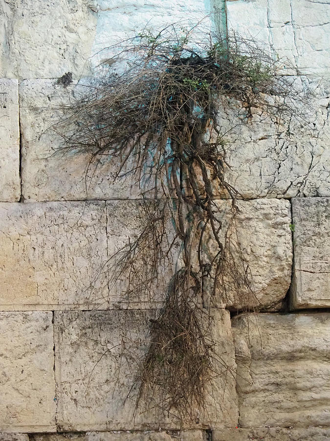 Caper On The Western Wall Photograph by Ginger Repke