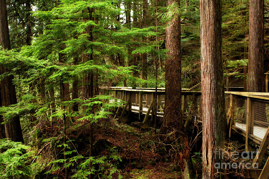 Capilano Forest Photograph by Ivete Basso Photography - Fine Art America