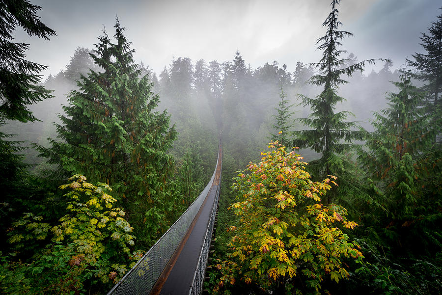Capilano suspension bridge over rainforest, Vancouver, British Colombia, Canada Photograph by Richard Thrasher