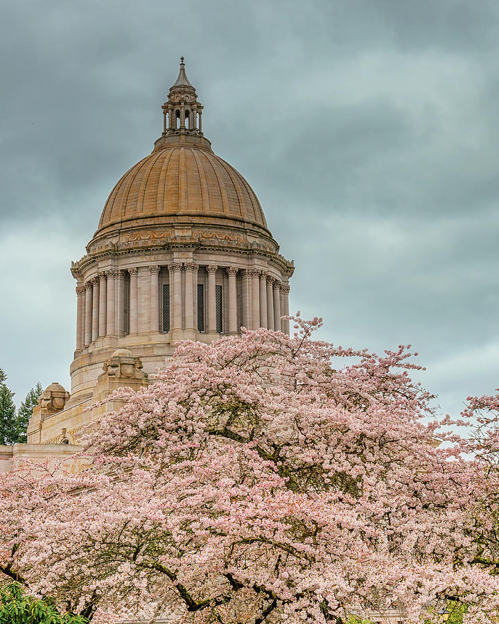 Capitol Dome and Cherry Blossoms Photograph by Dan Mihai