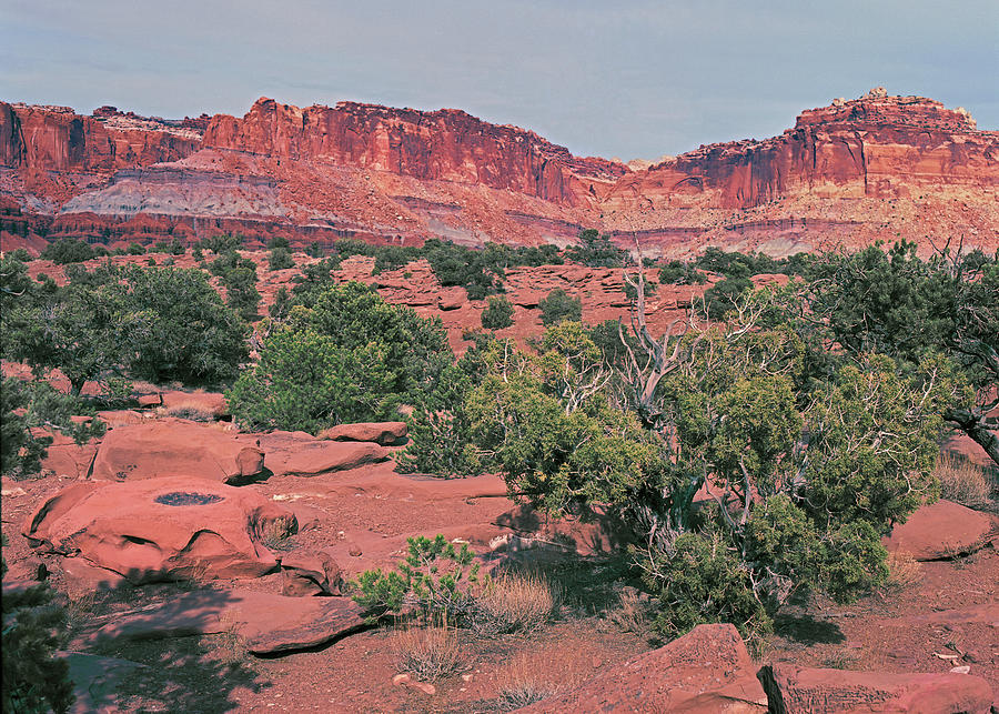 Capitol Reef Junipers and Cliffs Photograph by Tom Daniel
