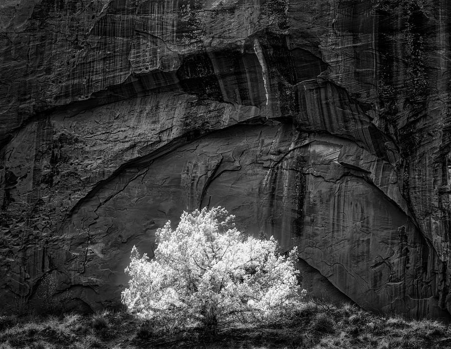 Capitol Reef Lone Tree BW Photograph by Susan Candelario