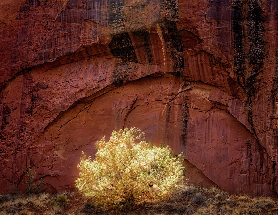 Capitol Reef Lone Tree Photograph by Susan Candelario