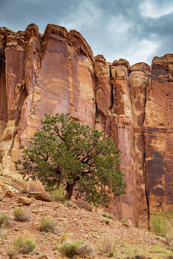 Capitol Reef Pine Tree Photograph by Pierre Leclerc Photography