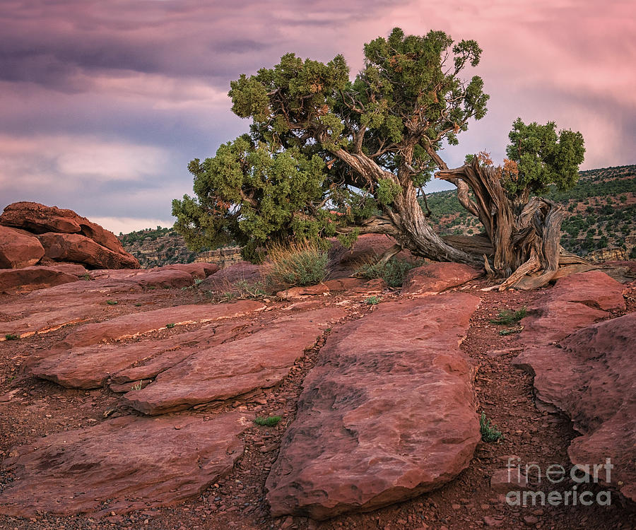 Capitol Reef Tree Photograph