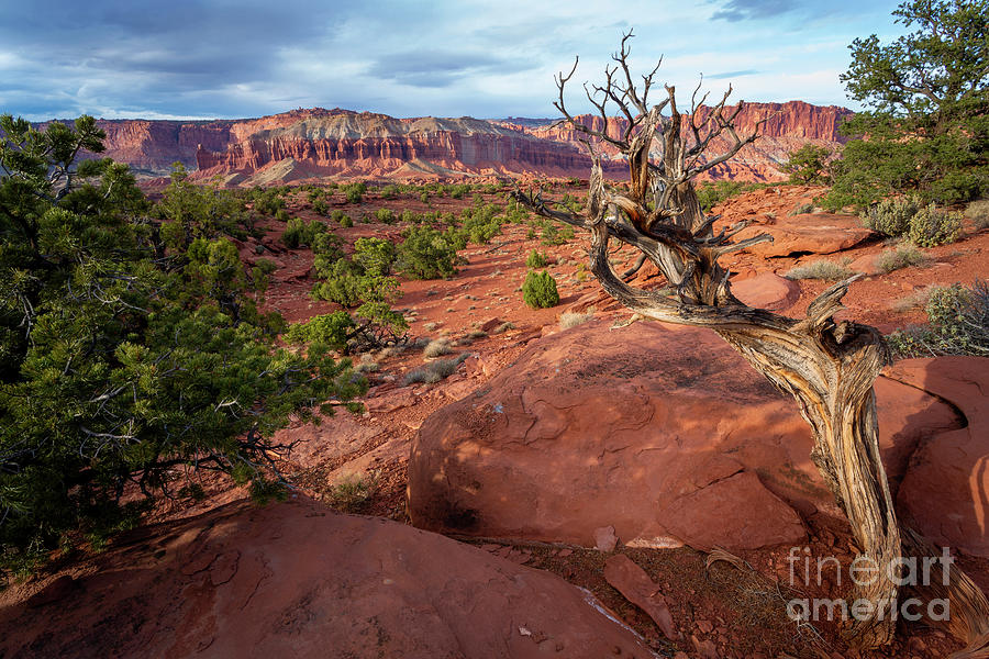 Capitol Reef National Park Photograph - Capitol View by Marco Crupi
