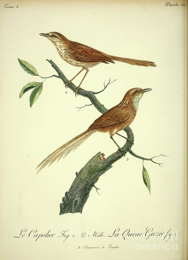 Bird Drawing - CAPOLIER c2 by Historic illustrations
