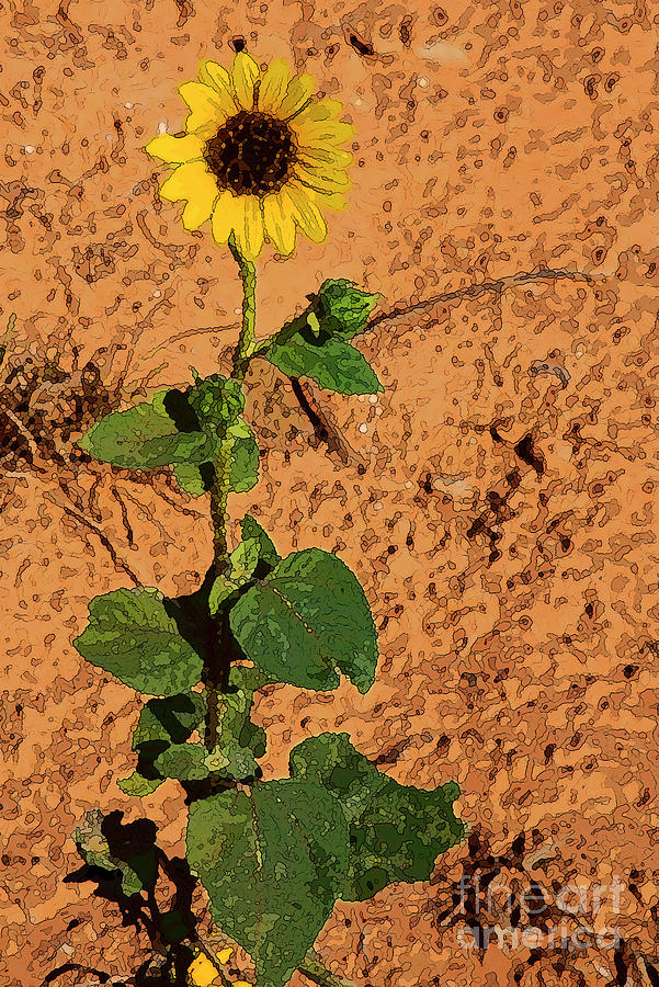 Caprock Single Sunflower 4 Photograph by Bob Phillips