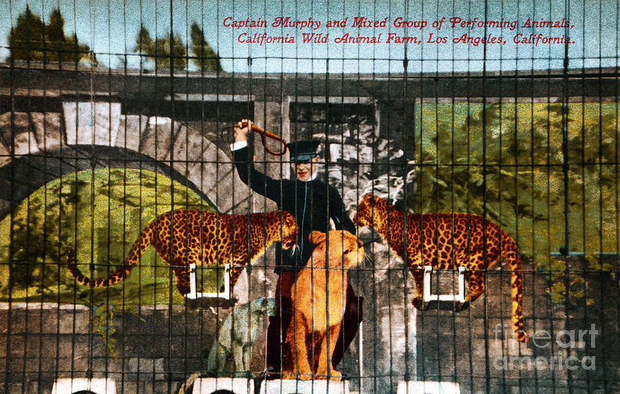 Captain Murphy Wild Animal Farm 1915 Photograph by Sad Hill - Bizarre Los Angeles Archive