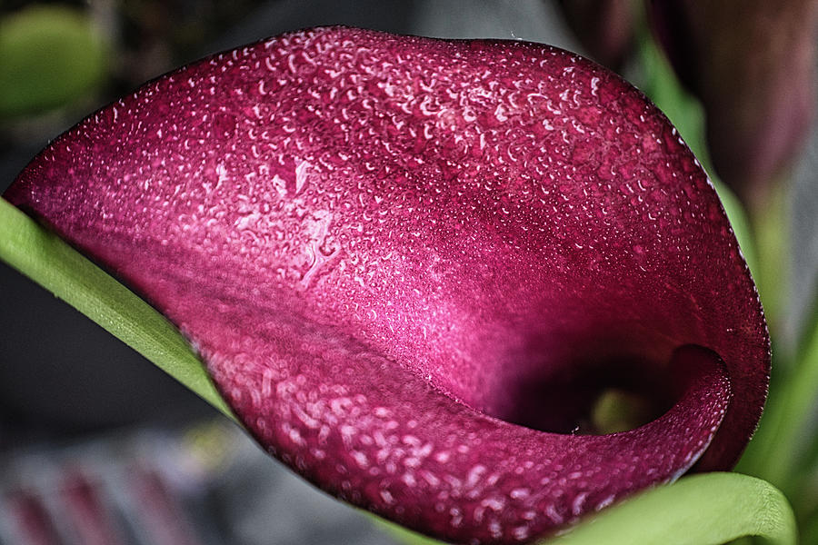 Captivating Calla Lily Photograph by Portia Olaughlin
