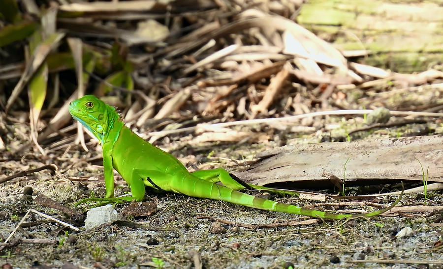 Captivating Captiva Iguana Photograph by Beth Myer Photography