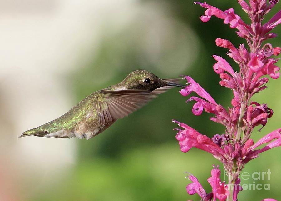 Captivating Hummingbird Closeup with Pink Flower Photograph by Carol Groenen