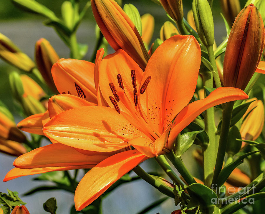 Captivating Hybrid Lily Photograph