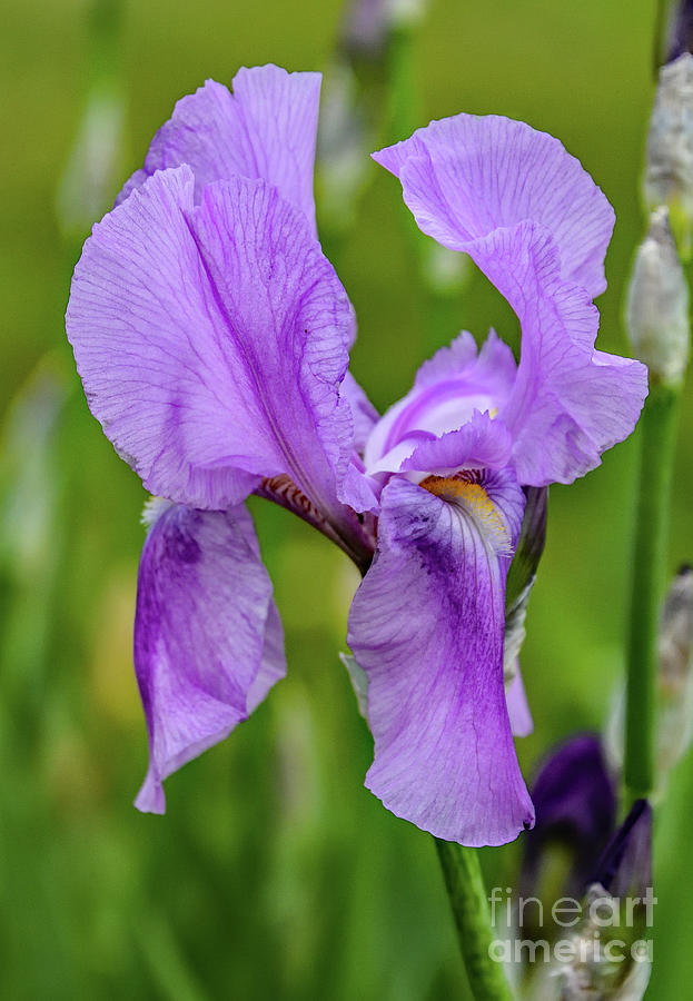 Captivating Iris Photograph