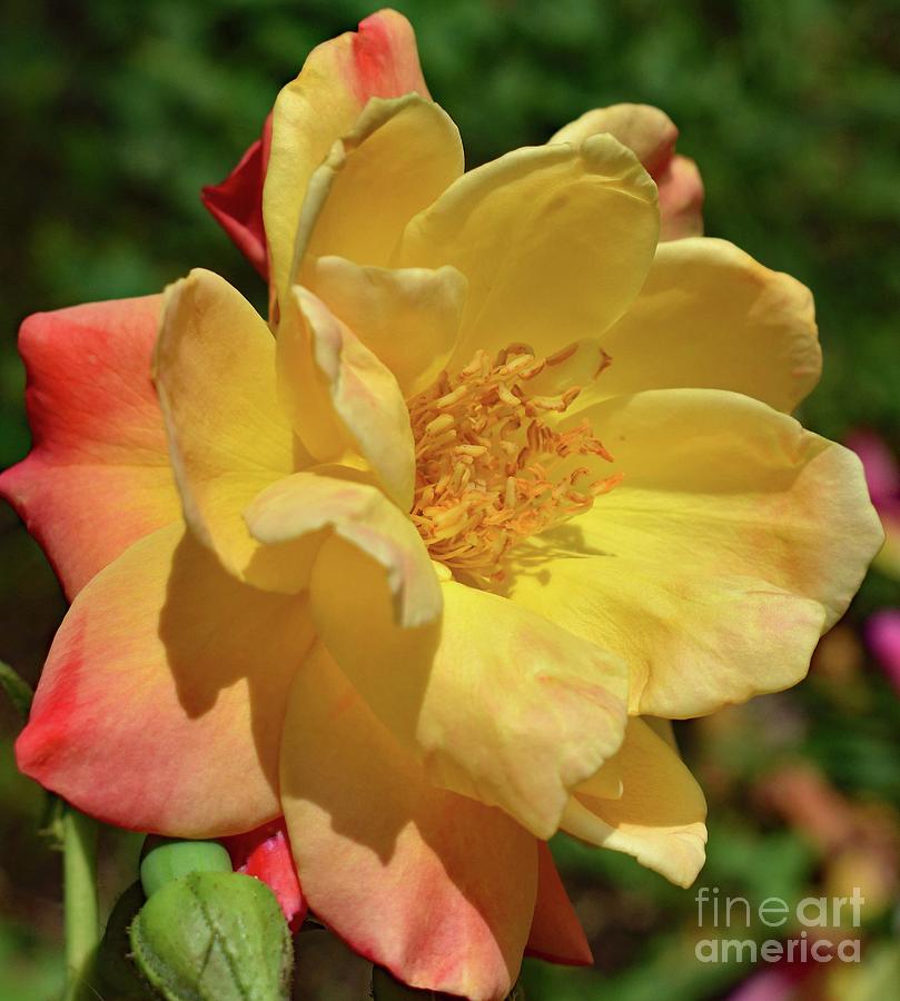 Captivating Josephs Coat Of Many Colors Rose Photograph
