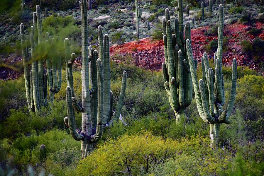 Captivating Saguaro by Lisa Pandone Captivating Saguaro by Lisa Pandone