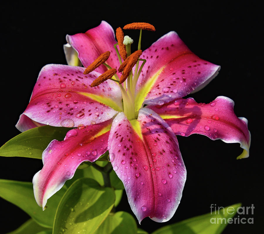 Captivating Stargazer Photograph by Cindy Treger - Fine Art America