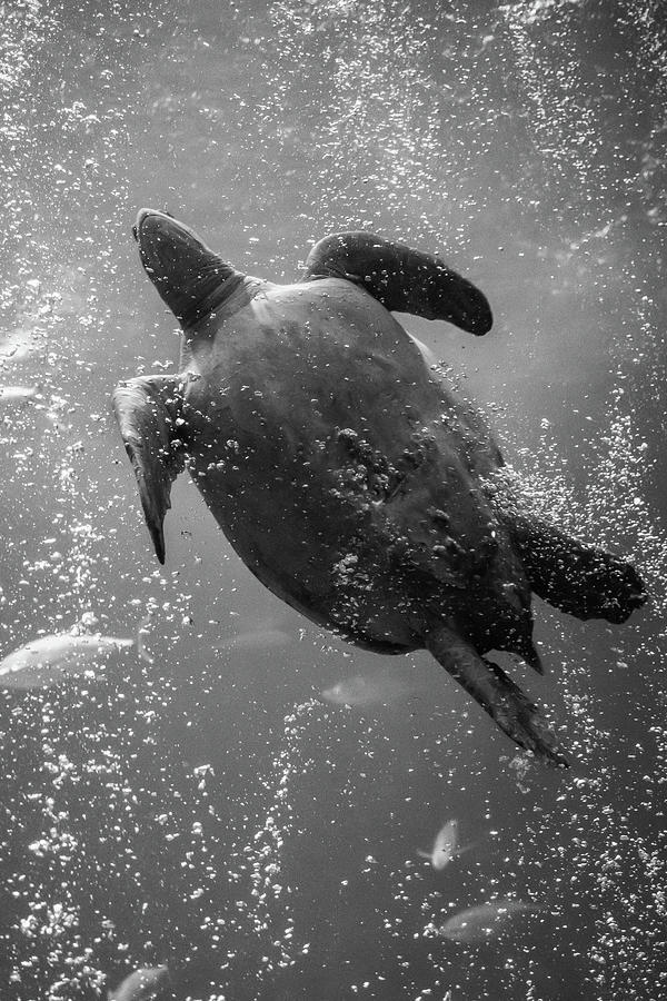 Monterey Bay Aquarium Sea Turtles - Marteko