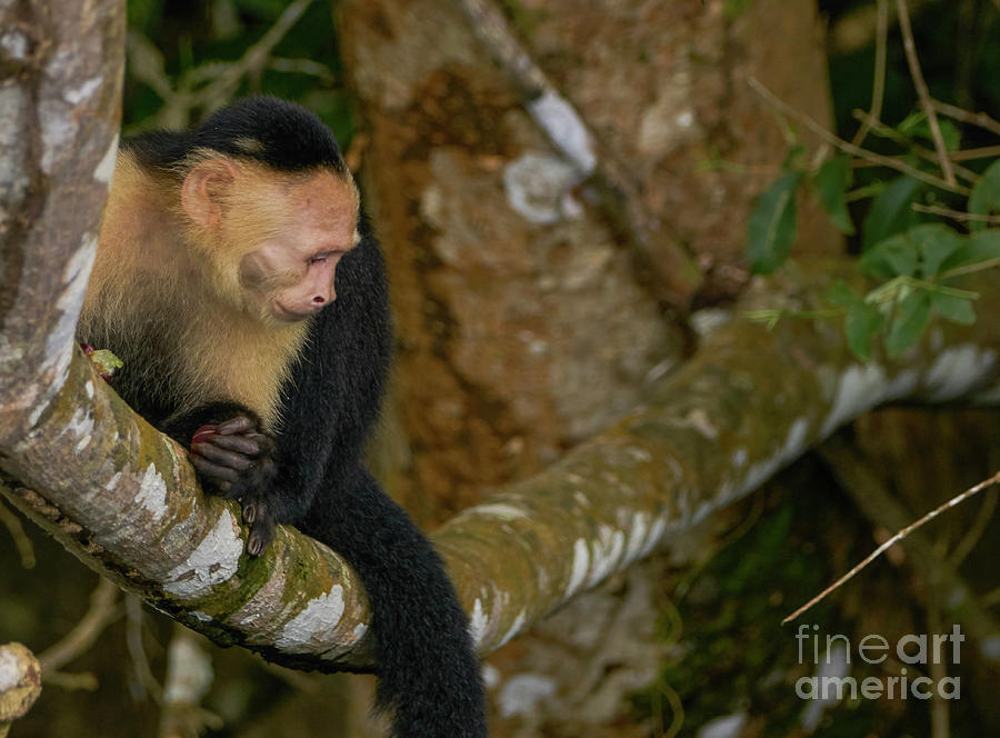 Capuchin Photograph by Brian Kamprath