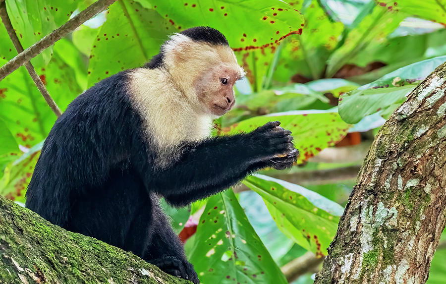 Capuchin Monkey Contemplating Dinner Photograph by Lowell Monke