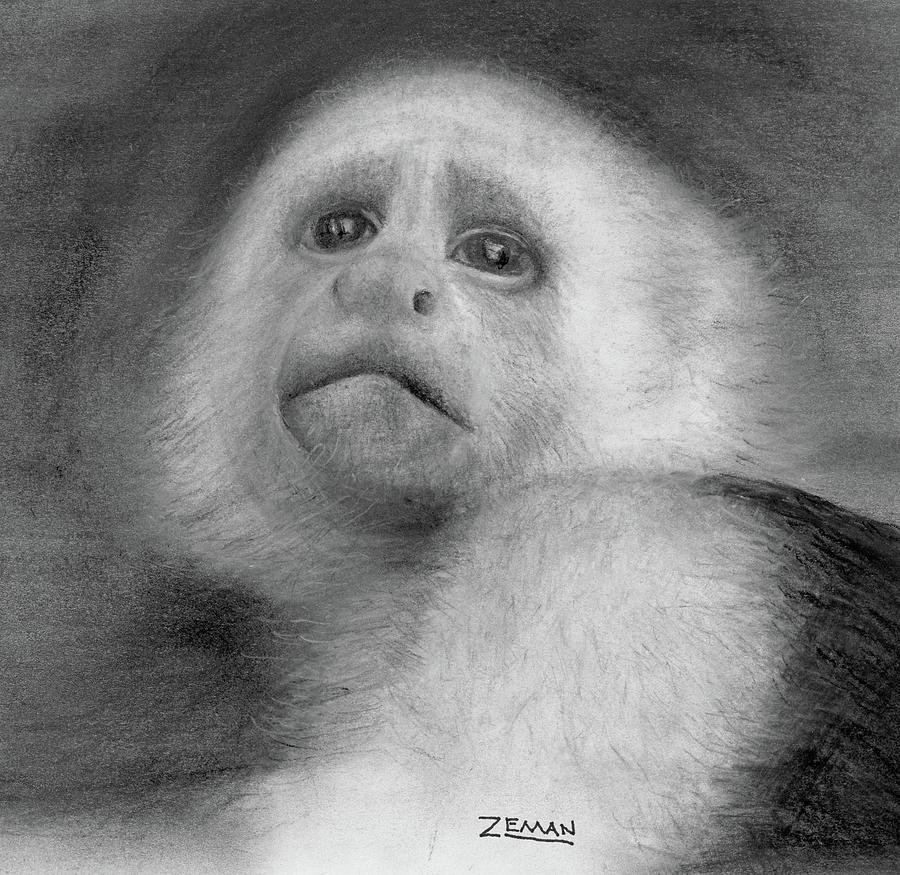 Capuchin Monkey Drawing by Ron Zeman Fine Art America