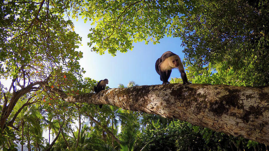 Capuchin Monkeys in Tropical Forest Photograph by Nicklas Gustafsson